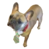 Frenchie Sticker Pack 25