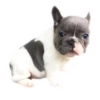Frenchie Sticker Pack 26
