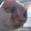 Hello Street Cat 28