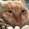 Hello Street Cat 29