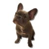Frenchie Sticker Pack 29