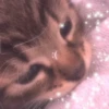 kittys 9