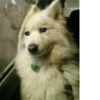 Hyper's Cats (and dogs?) 7