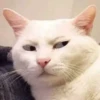 Hyper's Cats (and dogs?) 10