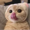 Hyper's Cats (and dogs?) 12