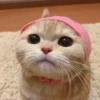 Hyper's Cats (and dogs?) 15