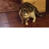 Hyper's Cats (and dogs?) 20