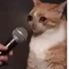 Hyper's Cats (and dogs?) 23
