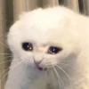 Hyper's Cats (and dogs?) 27