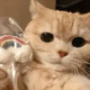 Hyper's Cats (and dogs?) 29