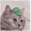 Cats 5
