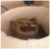 Cats 6