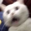 kitty 5