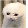 Cats 7