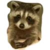 Habēmus Raccoon 5
