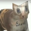 kitty 6