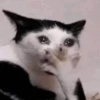 kitty 7