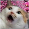 Cats 8