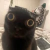 kitty 8