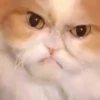 Gatinhos da Mand 7