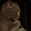 kitty 9