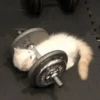 kitty 11