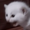 Kitty go 5