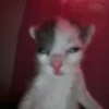 Kitty go 6