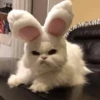 kitty 12