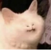 Gatinhos da Mand 8