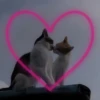 Kitty go 7
