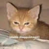 Gatinhos da Mand 9