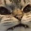 kitty 13