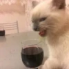 Gatinhos da Mand 11