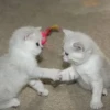 Help kittens 5