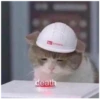 Cats 9