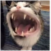 Cats 10