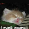 Help kittens 6
