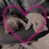 Kitty go 8
