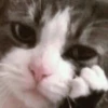 kitty 14