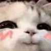 kitty 15
