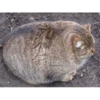Gatinhos da Mand 14