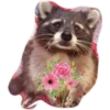 Habēmus Raccoon 11