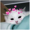 Cats 11