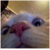 Cats 12