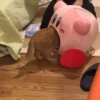 Gatinhos da Mand 18