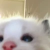 Kitty go 9