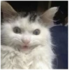 Cats 13