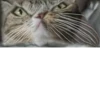 Gatinhos da Mand 20