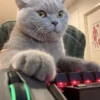 kitty 16